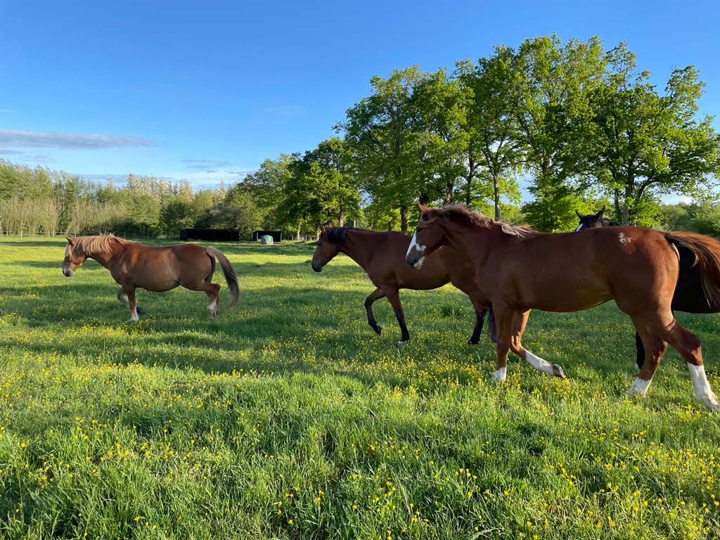 Pastures for breeding or retired horses