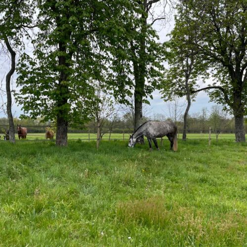 Pastures for breeding or retired horses